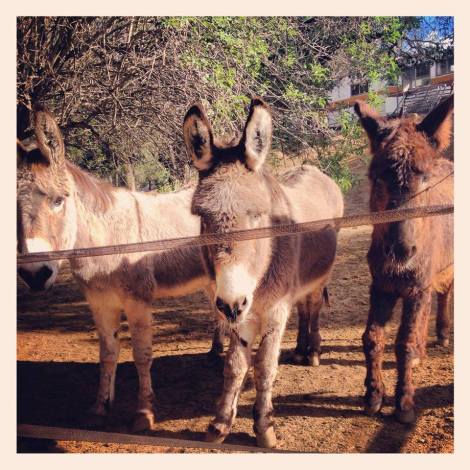 Donkey, "Why are you taking our picture? I look fat from this angle."