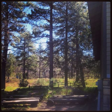 Deceivingly pleasant looking in this picture.