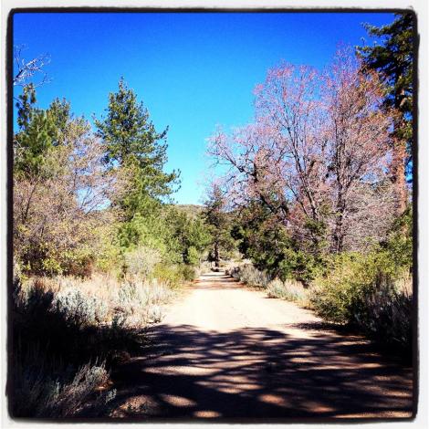 Near the top of the Kitchen Creek climb.  When you start seeing trees, you know it gets better and you are reaching the end!