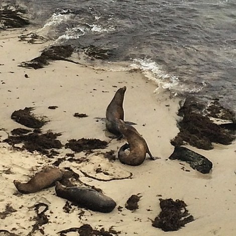 july26_sealions