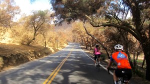 The enchanting Elfin Forest, still golden crisp from the May wild fire.