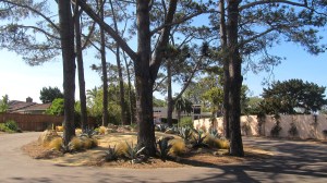 The pink-ish stucco wall AKA Snake Wall of Del Mar Heights.