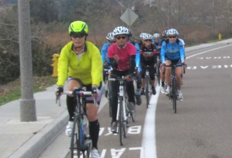group line up on poinsettia